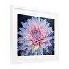 Stupell Industries Dew Kissed Pink Chrysanthemum Framed Print Under Glass - 2 of 4