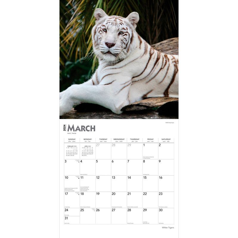 Browntrout 2024 Wall Calendar 12&#34;x12&#34; White Tigers, 3 of 5