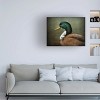 Trademark Fine Art -Jai Johnson 'Mallard Duck Portrait' Canvas Art - 2 of 4