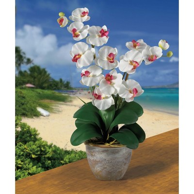 Orchid Bliss White Double Stem Phalaenopsis Silk Tabletop Arrangement