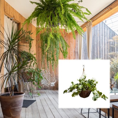 White Geranium Faux Flower Arrangement in Wicker Basket with Jute Rope Hanger
