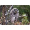 Trends International The Comedy Wildlife Photography Awards: John Blumenkamp - Monday Blahs Unframed Wall Poster Prints - 4 of 4