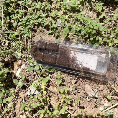 Terro 8pk Outdoor Liquid Ant Bait Stakes : Target