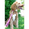 Country Brook Petz Premium Nylon Dog Collar with Metal Buckle for Small Medium Large Breeds - Vibrant 30+ Color Selection - 4 of 4