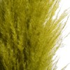 Vickerman 46" Dried Pampas Grass - 2 of 4