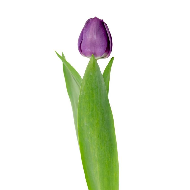 Fresh Cut 10-stem Tulip Flowers - Spritz™, 4 of 7