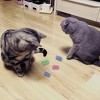 Itopfox Cat Spiral Spring Toy, 12-Pack Interactive Kitten Toy for Hunting, Biting, and Play, Colorful Heavy Plastic Springs to Keep Cats Active - 2 of 4