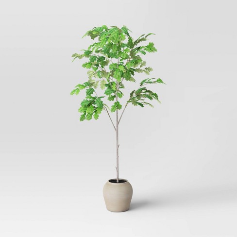 Alder & Oak 3 Gal. Mandarin Owari Evergreen Tree FROW03 - The Home Depot