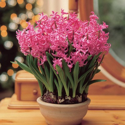 Set of 5 Bulbs PrePared Hyacinths for Indoor Forcing Pink Pearl - Van Zyverden