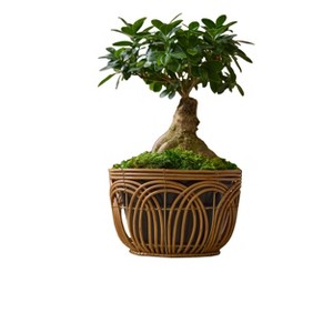 LiveTrends Deco Cane Garden Plant - 1 of 4