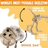 Joyfy 24” Halloween Posable Animal Wiener Dog Skeleton Decor Dog Plastic Bones with Movable Joints for Graveyard Haunted House Party Prop - 4 of 4