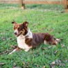 Country Brook Petz HossFit Jr Wide Martingale Dog Collar - Chevron and Arrows Collection - 2 of 4