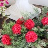 Floral Home 5" Stem Long Fuchsia Carnation Pick - 100-Piece - 2 of 4