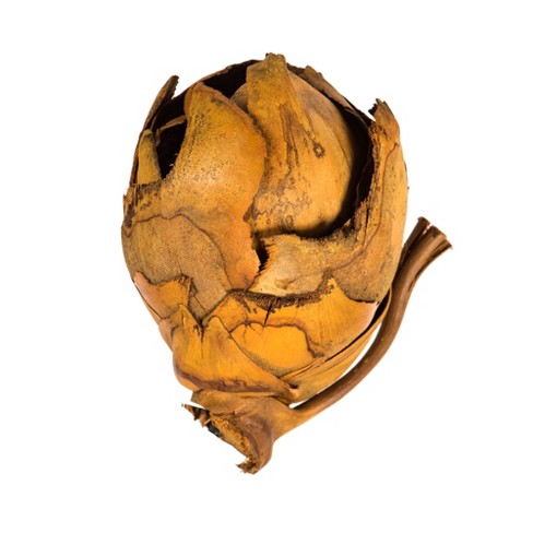 Vickerman Cacho Pods, Dried - image 1 of 4