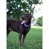Country Brook Petz Heavy Duty Nylon Martingale Dog Collar with Deluxe Buckle - 30+ Vibrant Color Options - 4 of 4