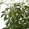 Schefflera 'Arboricola' - National Plant Network - image 4 of 4