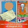 QUOKKA Magnetic Puzzles for Kids – Montessori Puzzles for Toddlers 3-5 – Preschool Game Learning Human Body Parts Anatomy Skeleton - 3 of 4