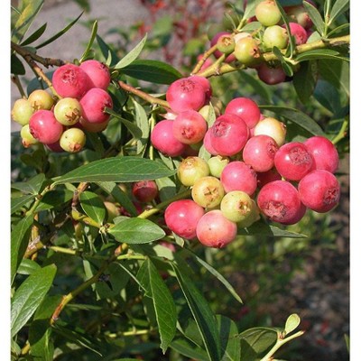 Van Zyverden Set of 3 Blueberry Plants Pink Lemonade