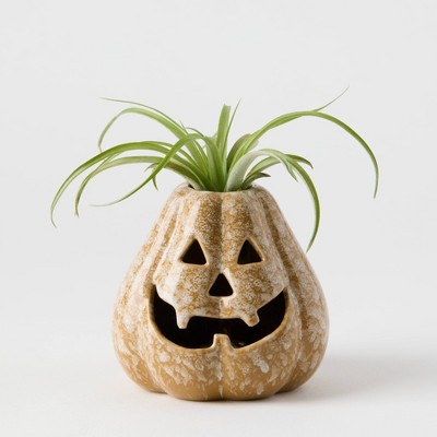 Pumpkin Spirits Taupe - Good Little Garden™