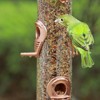 Snynuxx Metal Bird Feeder Tube Hanging Wild Bird Seed Feeder, Steel Hanger Weatherproof Great for Attracting Birds (Rose Gold) - 3 of 4