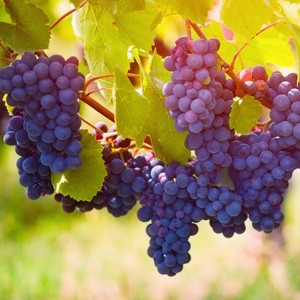 Van Zyverden Premium Grafted Bareroot Pinot Noir Grape Vine Root - 1 of 4
