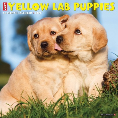 2022 Wall Calendar Just Yellow Lab Puppies - Willow Creek Press