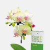 Live 2" Wave Orchid Potted Plant (Colors May Vary) - Good Little Garden™ - 3 of 4