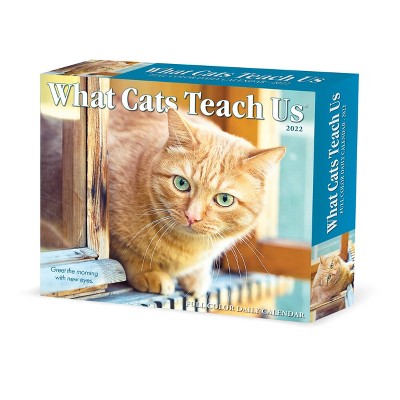 2022 Box Calendar What Cats Teach Us - Willow Creek Press