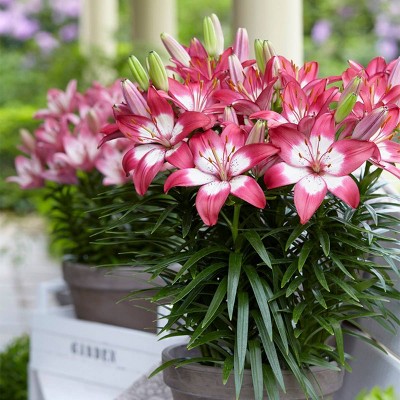 Lilies Perfect Joy Set of 7 Bulbs - Van Zyverden