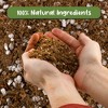 Soil Sunrise Carnivorous Plant Potting Soil Mix for Venus Fly Trap, Pitcher Plants - 4 of 4
