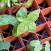 Hydrofarm RW205002 Grodon Double-Sided Terracotta Gro-Smart Tray with 78 Cells for Starter Plugs and Mesh Screen - 2 of 2