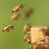 Lehman's Beekeeping Beehive Box, 10 Frame Medium Assembled Super or Brood Honeybee Hive Box, Amish Made - 3 of 4