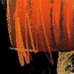 mahogany