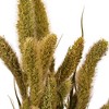 Vickerman 26" Dried Setarea Bunch, 6 oz. - 2 of 3