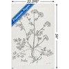 Trends International Jean Plout - Botanical Studies on Paper Parsley Unframed Wall Poster Prints - 3 of 4