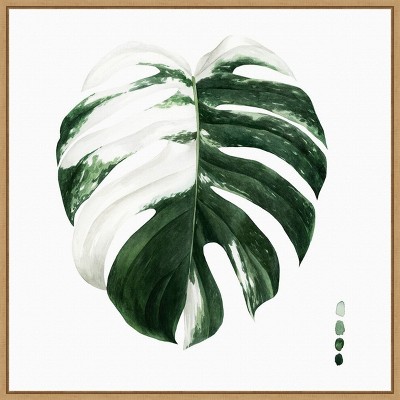 Amanti Art Variegated Monstera II by Grace Popp Canvas Wall Art Print Framed 22 x 22-in.