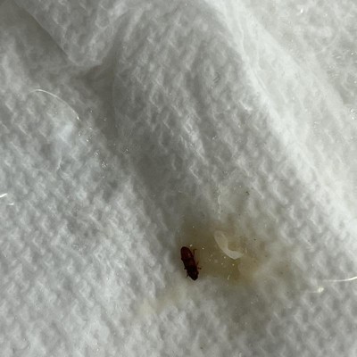 Guest review image 1 of 1, zoom in