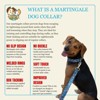 Country Brook Petz HossFit Jr Wide Martingale Dog Collar - Critter Corner Collection - 4 of 4