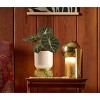 LiveTrends Untapped Live Houseplant - 2 of 3