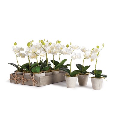 Plum & Post Mini Phalaenopsis 9" Potted, Set Of 12