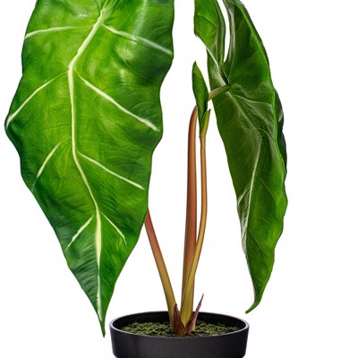 Vickerman Artificial Alocasia Zebrina Potted Plant - Thumbnail 5