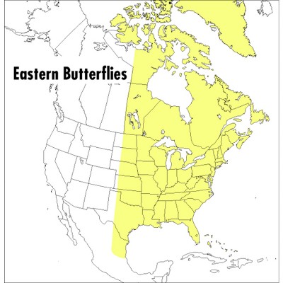A Peterson Field Guide to Eastern Butterflies - (Peterson Field Guides) 2nd Edition by  Paul A Opler (Paperback)