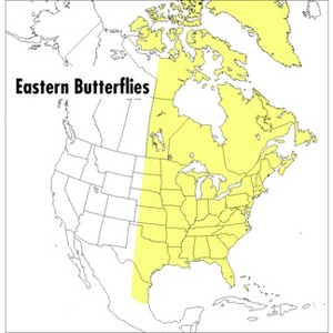 A Peterson Field Guide to Eastern Butterflies - (Peterson Field Guides) 2nd Edition by  Paul A Opler (Paperback) - 1 of 1