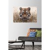 Trends International Reinders: Animals - Hunting Tiger In Grasses Unframed Wall Poster Prints - 2 of 4