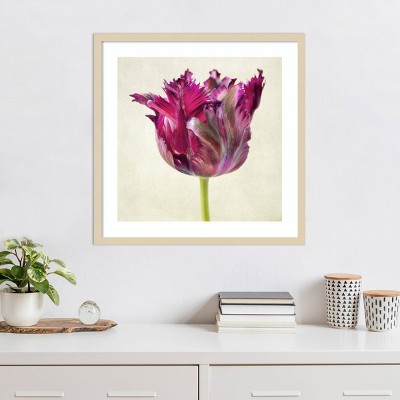 Amanti Art Single Parrot Tulip II by Dianne Poinski Framed Wall Art Print