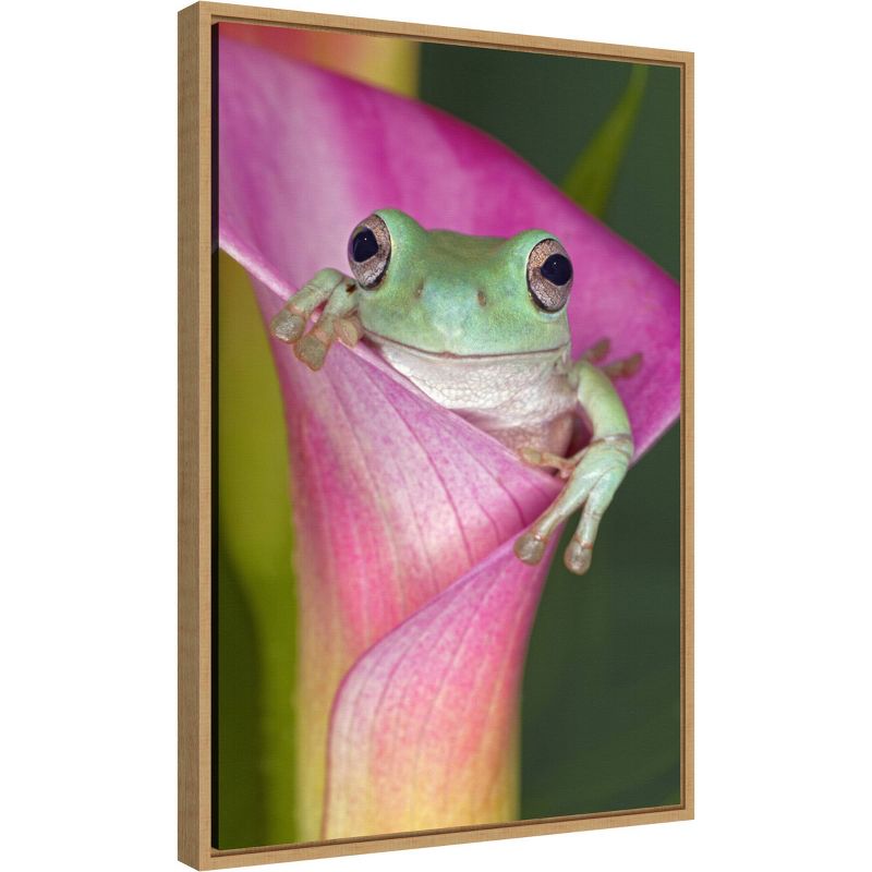 16&#34; x 23&#34; Australian Tree Frog in Flower by Adam Jones Danita Delimont Framed Canvas Wall Art - Amanti Art, 3 of 12