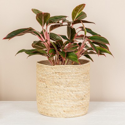 Natural Handwoven Corn Leaf Round Storage Basket