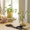 3pc Test Tube Brass Industrial Glass Vase - Hearth & Hand™ with Magnolia - 2 of 3