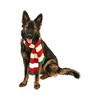 Midlee Christmas Striped Dog Scarf- Red/White & Green Pom Pom - 2 of 4
