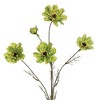 Allstate Floral 32" Green Cosmos Artificial Decorative Floral Spray - 4 of 4